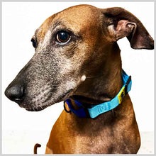 A+a Pets’ Martingale Collar for Dogs - Sky Collection