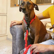 A+a Pets' Heavy Duty Bungee Leash - Red - www.aplusapets.com