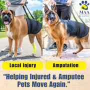 Two dogs wearing blue casts, one for local injury and one for amputation, with a person holding leashes.