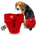 Dog wearing a red diaper with a paw print label on a white background