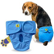 Dog wearing blue diaper with a white background