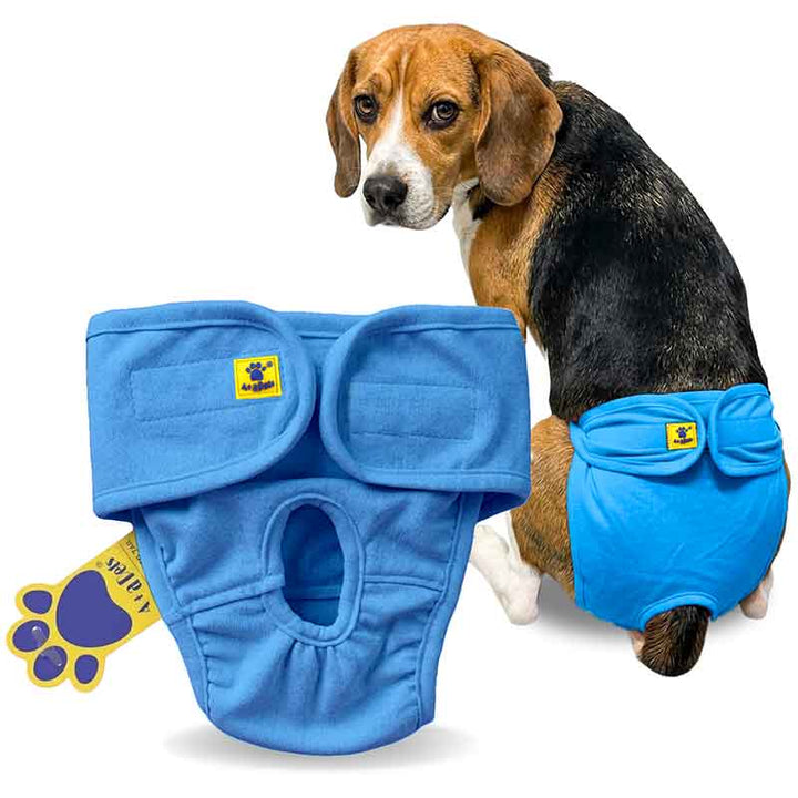 Dog wearing blue diaper with a white background