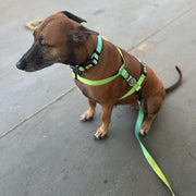 A+a Pets' Gradient Design Collar For Dogs & Cats- Green - www.aplusapets.com