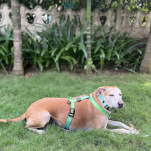 A+a Pets' Gradient Design Collar For Dogs & Cats- Green - www.aplusapets.com