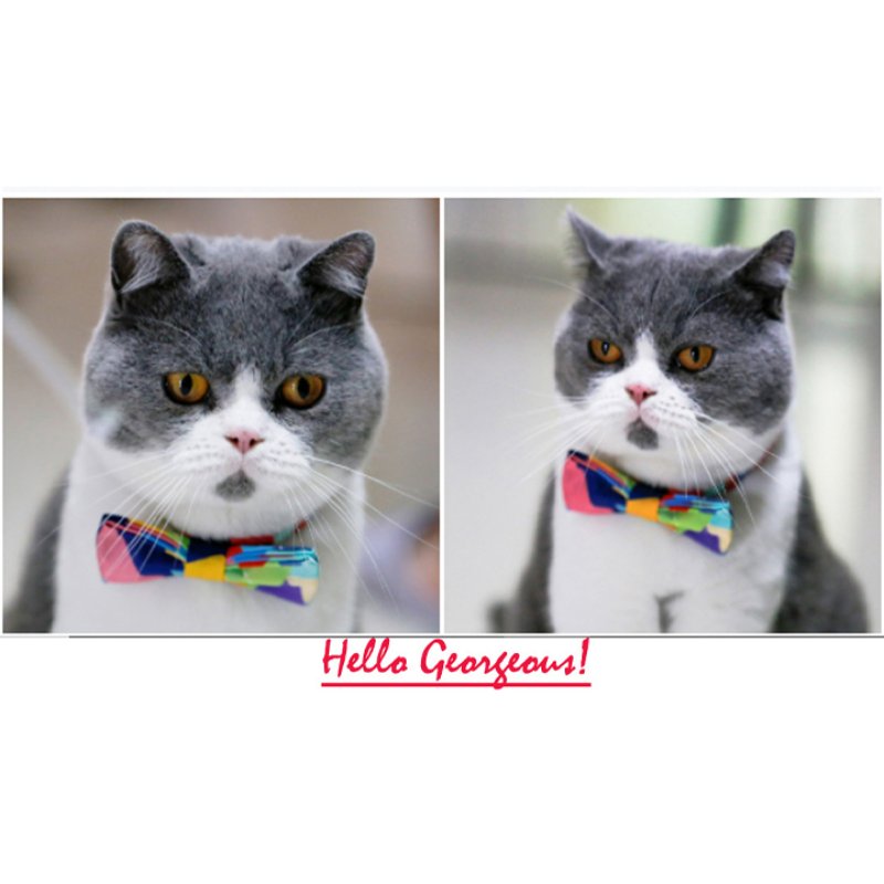 A+A Pets' 2in1 Collar With Bow-Tie for cats & Puppy
