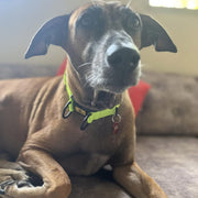A+a Pets' Neoprene Padded Reflective Collar - Green - www.aplusapets.com