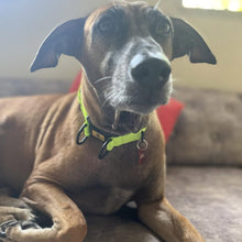 A+a Pets' Neoprene Padded Reflective Collar - Green - www.aplusapets.com