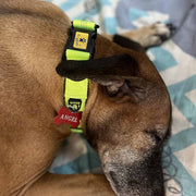 A+a Pets' Neoprene Padded Reflective Collar - Green - www.aplusapets.com