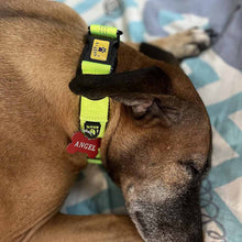 A+a Pets' Neoprene Padded Reflective Collar - Green - www.aplusapets.com
