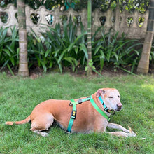 A+A Pets' Gradient Design H Harness For Dog & Cats- Pink - www.aplusapets.com