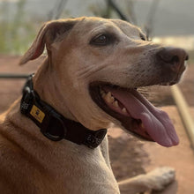 A+a Pets' Neoprene Padded Reflective Collar- Black - www.aplusapets.com