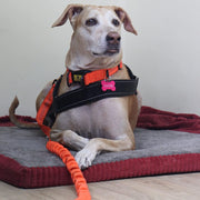 A+a Pets' Neoprene Padded Reflective Collar-Orange - www.aplusapets.com