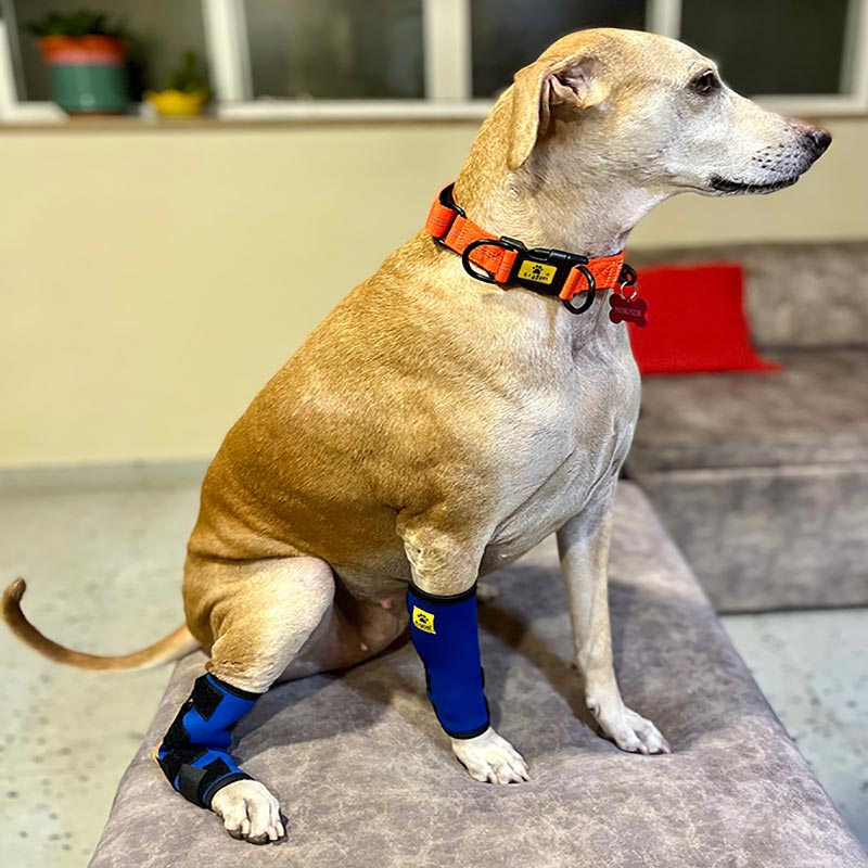 A+A Pets’ Hock Joint Protective Wrap for Dogs