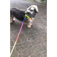 A+A Pets' Rainbow Harness And Leash For Dogs & Cats - www.aplusapets.com