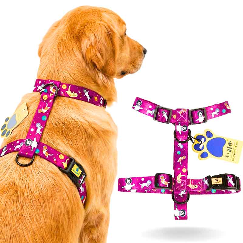 Dog wearing a pink harness with cartoon designs, next to the harness on a white background.