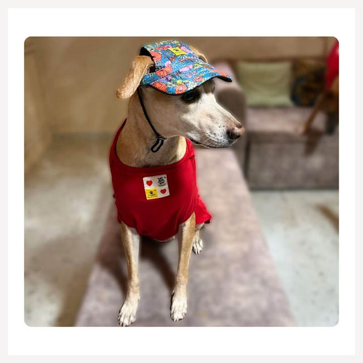 A+a Pets' Baseball Cap for Dogs & Cats with Adjusting Toggle - www.aplusapets.com