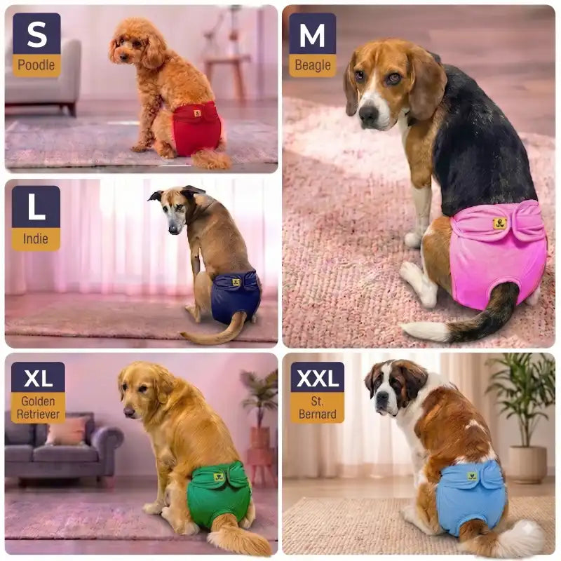 Six-panel collage showing dogs wearing different colored reusable cloth diapers. The panels are labeled by size: S Poodle, M Beagle, L Indie, XL Golden Retriever, and XXL St Bernard, with the dog's breed and size name printed on a small label.