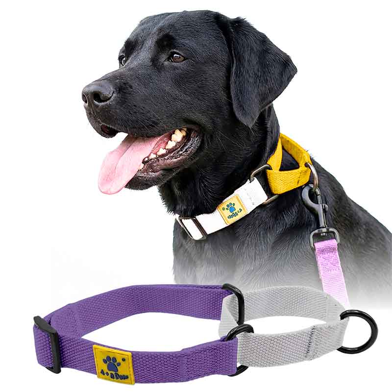 A+a Pets’ Martingale Collar for Dogs - Purple Cotton Collection - www.aplusapets.com