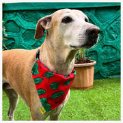 A+a Pets' 2in1 Scarf Collar Bandana for Dogs & Cats - Fruit Collection - www.aplusapets.com
