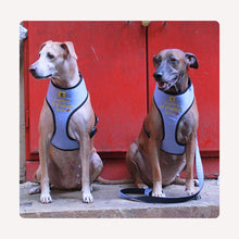 A+a Pets' Pataka' Harness and Leash Combo Set - www.aplusapets.com