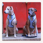 A+a Pets' Pataka' Harness and Leash Set for Dogs & Cats - www.aplusapets.com