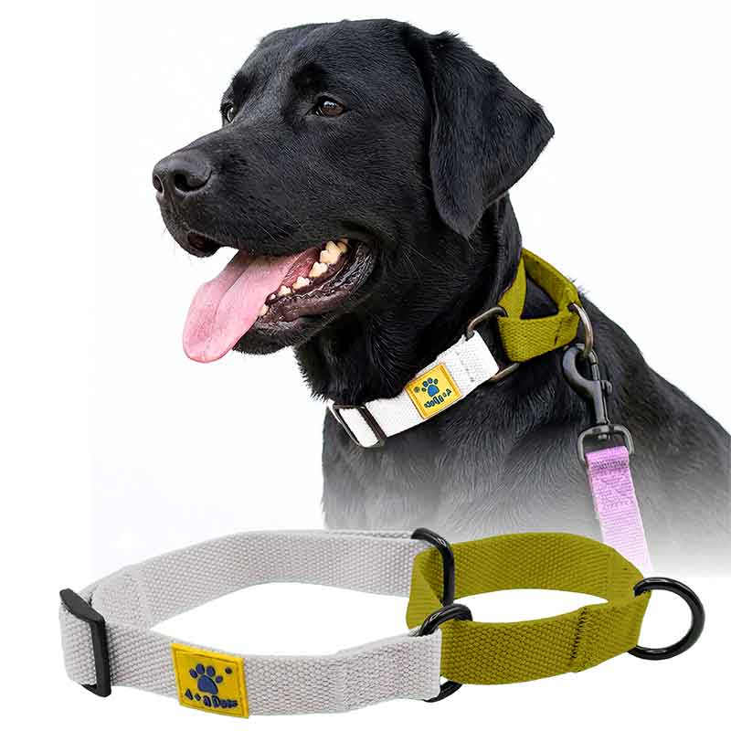 A+a Pets’ Martingale Collar for Dogs - Mango Cotton Collection - www.aplusapets.com