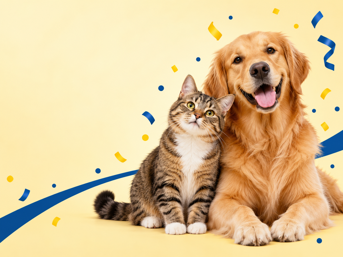 A happy golden retriever and tabby cat on a yellow background