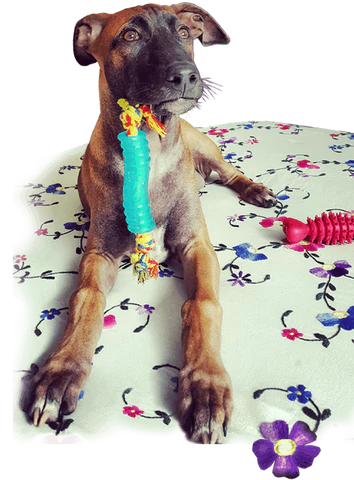 Bhavna Nagrani, founder of A+a Pets