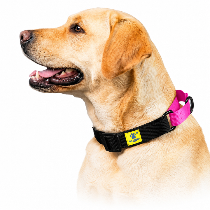 Dog wearing a black collection martingale collar, Pink loop