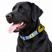 Dog wearing Blue Cotton Collection Martingale collar, Green variation