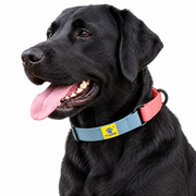 Dog wearing Blue Cotton Collection Martingale collar, Pink variation