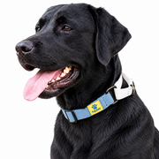 Dog wearing Blue Cotton Collection Martingale collar, White variation