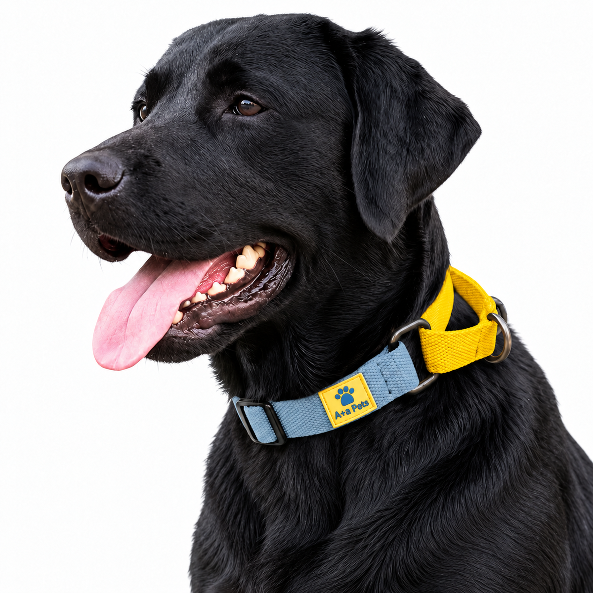 Dog wearing Blue Cotton Collection Martingale collar, Yellow variation
