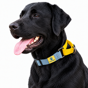 Dog wearing Blue Cotton Collection Martingale collar, Yellow variation