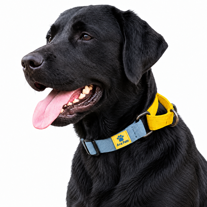 Dog wearing Blue Cotton Collection Martingale collar, Yellow variation