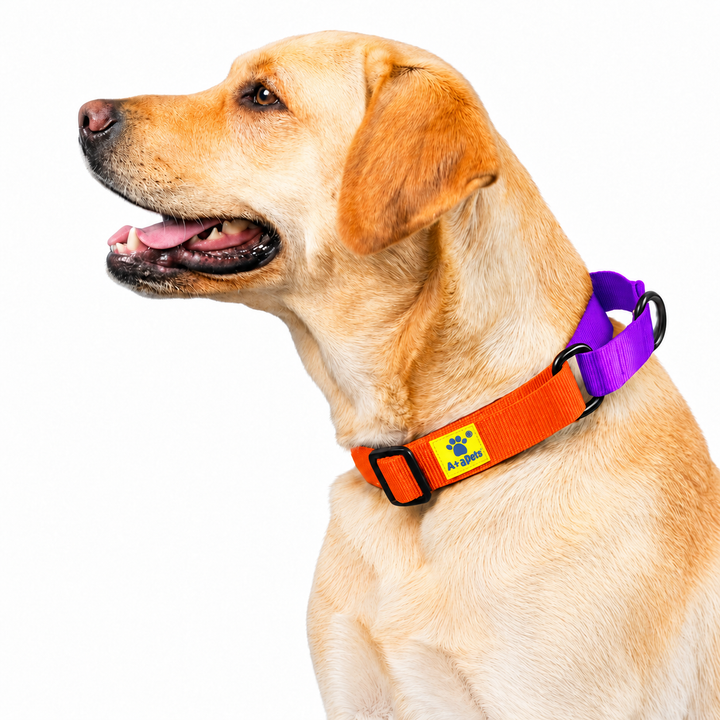 Golden Labrador wearing orange-purple martingale collar