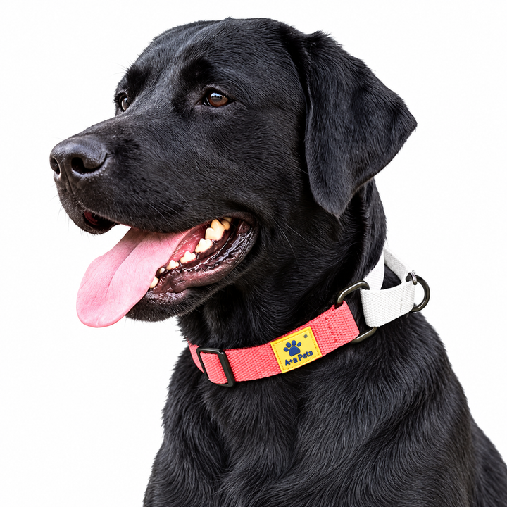 Dog wearing Pink Cotton Collection Martingale collar, White variation