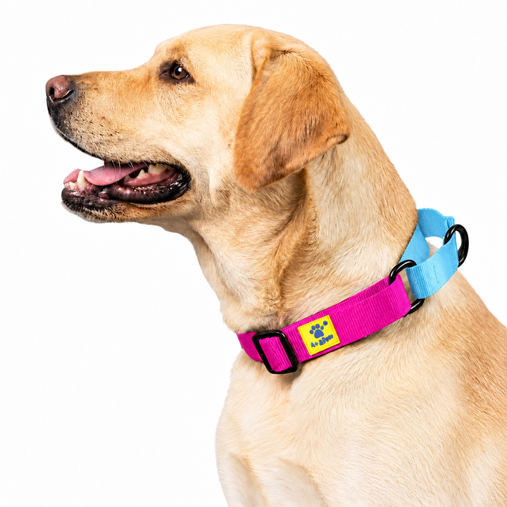 Golden Labrador wearing pink and light blue martingale collar