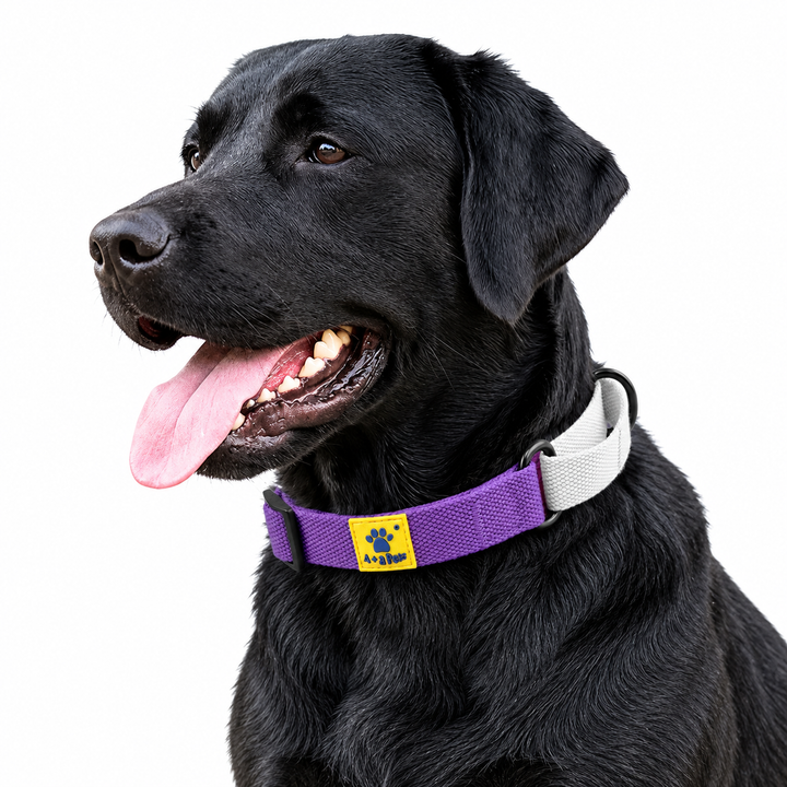 Dog wearing Purple Cotton Collection Martingale collar, White variation
