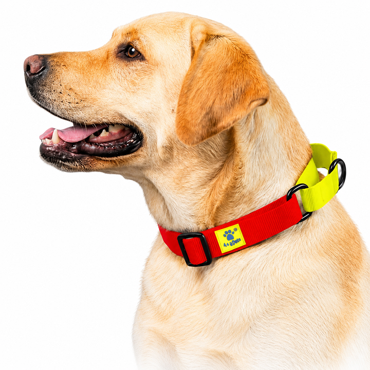 Dog wearing a red collection martingale collar, Yellow loop