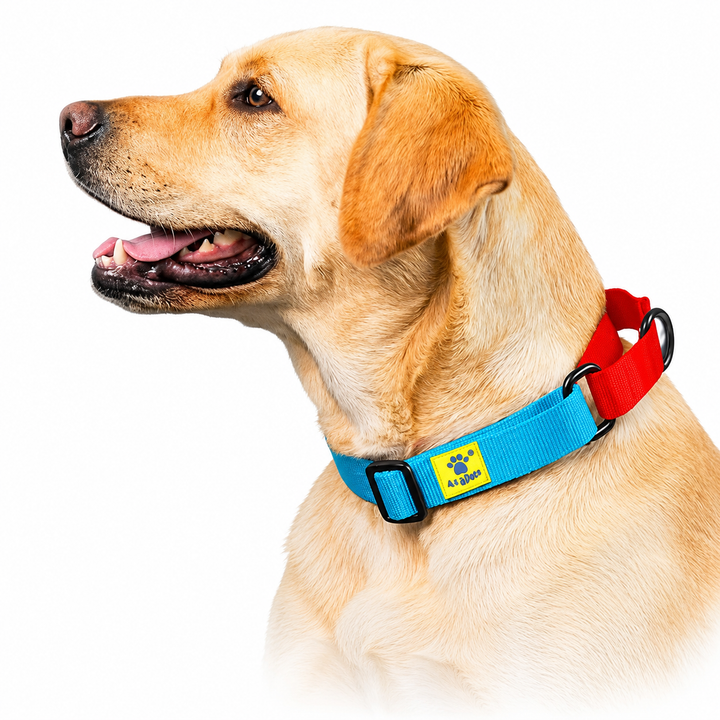 Dog wearing a sky collection martingale collar, Red loop