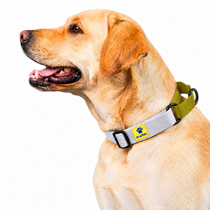Golden Labrador wearing white and olive green cotton martingale collar