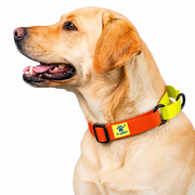 Dog wearing Yellow Collection Martingale collar, Orange variation