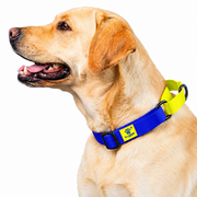 Dog wearing Yellow Collection Martingale collar, Yellow variation