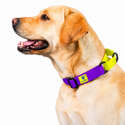 Golden Labrador wearing yellow-purple martingale collar