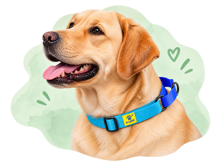 Collars