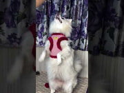 Fur Harness & Leash Set for Cats & Small Dogs