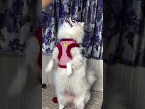 A+a Pets' Fur Harness & Leash Set for Cats & Small Dogs