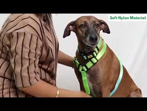 A+A Pets' Harness+Collar+Leash Set In Gradient Design