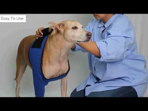 How to wear dog recovery sleeves for dog front legs.
